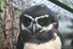 Spectacled owl