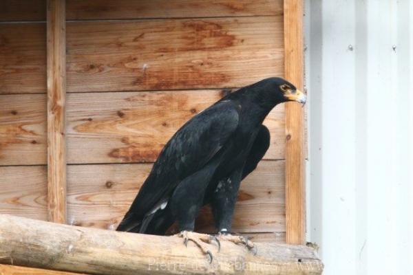 Verreaux's eagle