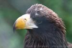 Steller's sea-eagle