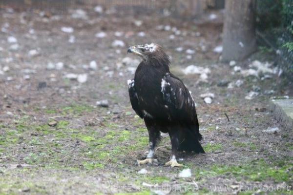 Greater spotted eagle