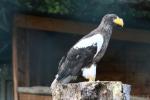 Steller's sea-eagle