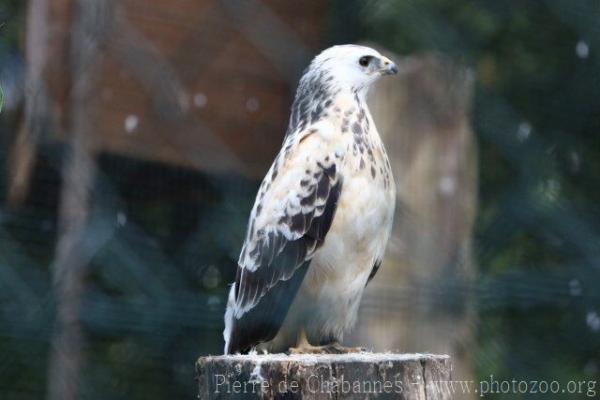 Common buzzard