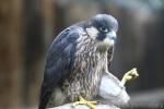 Peregrine falcon