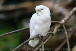 Tanimbar Cockatoo