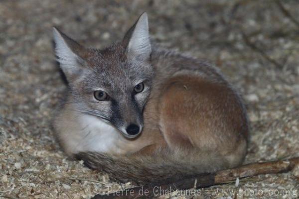 Corsac fox