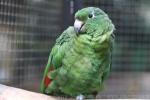 Southern mealy amazon