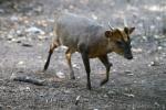 Reeve's muntjac