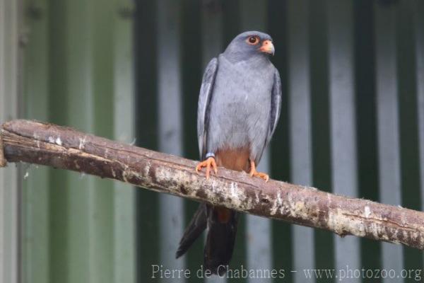 Red-footed falcon