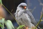 Red-footed falcon