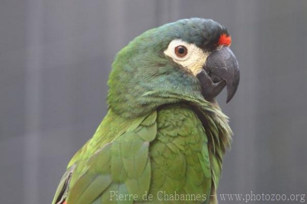 Blue-winged macaw