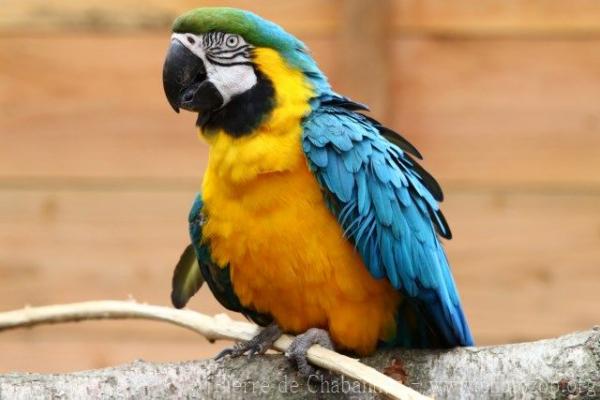 Blue-and-gold macaw