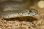 Spotted whip snake