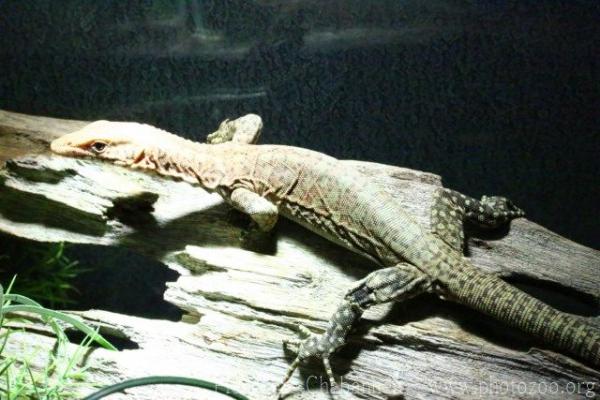 Pilbara rock monitor