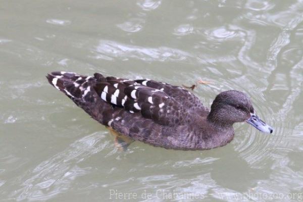 African black duck