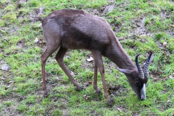 Springbok