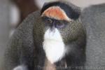 DeBrazza's monkey