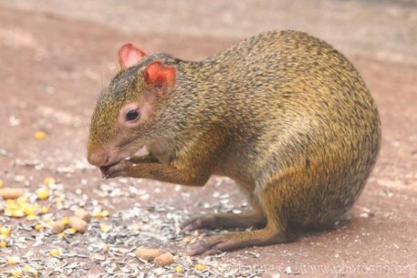 Azara's agouti