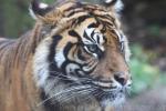 Indonesian tiger