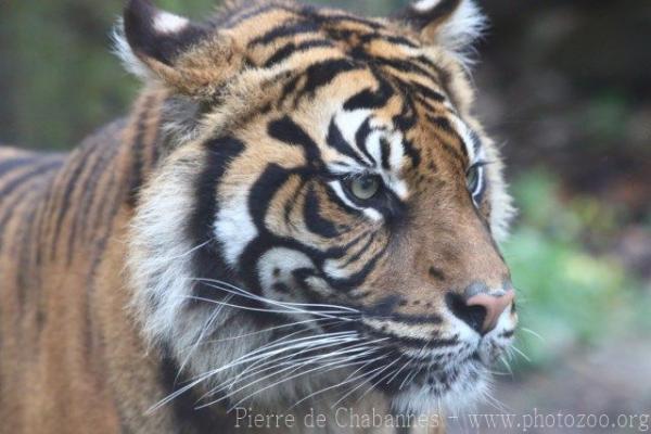 Indonesian tiger