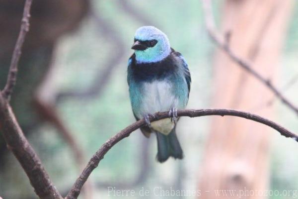 Masked tanager