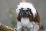 Cotton-top tamarin