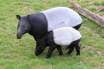 Malayan tapir