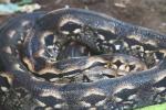 Madagascar ground boa