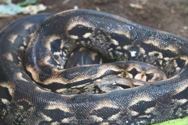 Madagascar ground boa