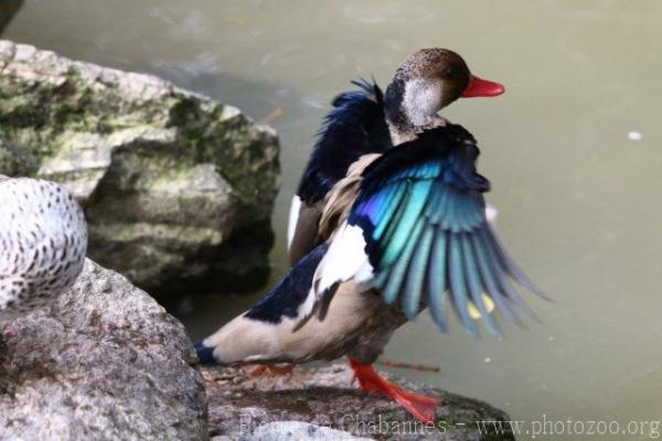 Brazilian teal