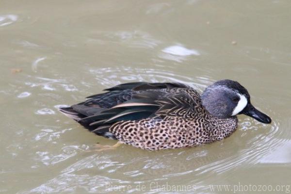 Blue-winged teal