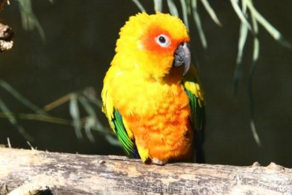 Sun parakeet