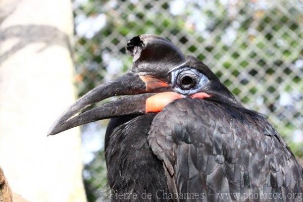 Abyssinian ground-hornbill