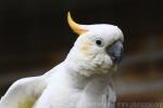 Citron-crested cockatoo