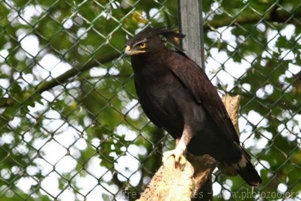 Long-crested eagle