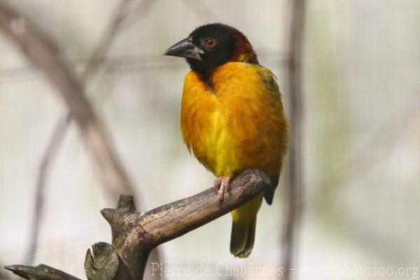 Village weaver