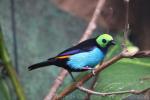 Paradise tanager