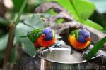 Rainbow lorikeet