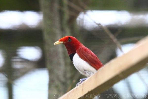 King bird-of-paradise