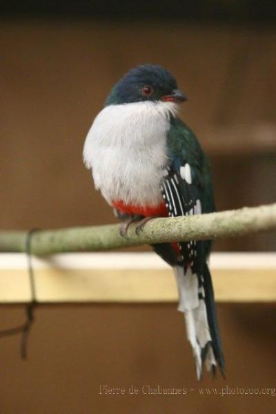 Cuban trogon