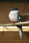 Cuban trogon