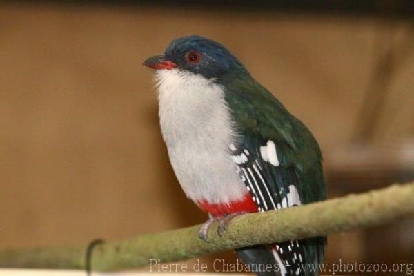 Cuban trogon