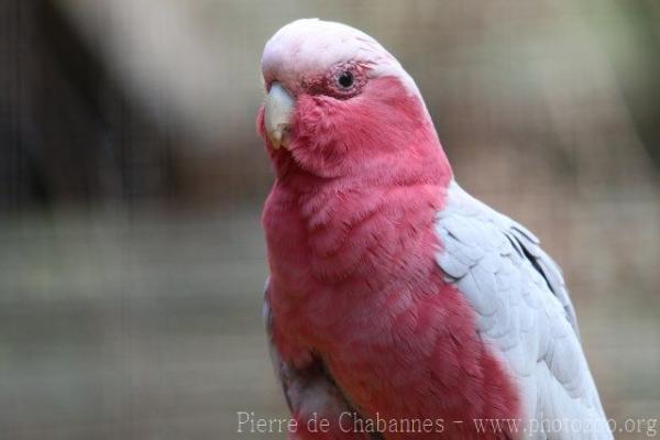 Galah