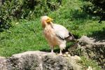 Egyptian vulture