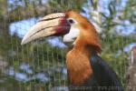 Papuan hornbill