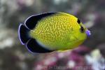 Goldspotted angelfish