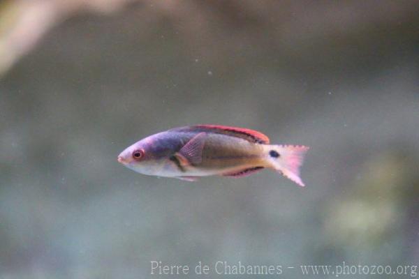 Threadfin wrasse