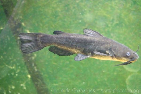 Black bullhead