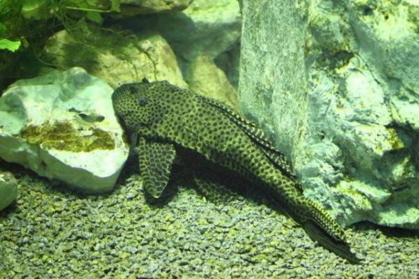 Weber's pleco