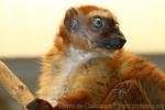 Blue-eyed black lemur