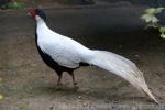 Silver pheasant